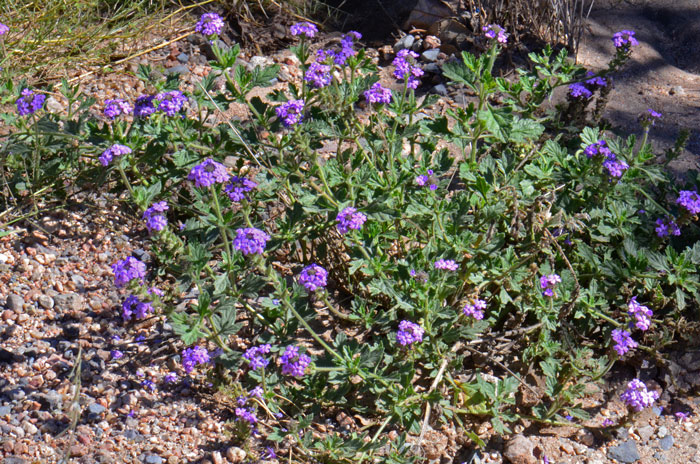 Southwestern Mock Vervain is an annual or perennial native “Verbena” that grows up to 15 inches; grows at elevations below 5,000 feet, 3,500 to 6,400 feet in California. Glandularia gooddingii Southwestern Mock Vervain is an annual or perennial native “Verbena” that grows up to 15 inches; grows at elevations below 5,000 feet, 3,500 to 6,400 feet in California. Glandularia gooddingii